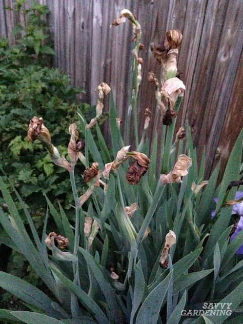 When to Cut Back Irises for Healthier, More Attractive Plants Design, Irises, Planting Flowers, Garden Bulbs, Flowers Perennials, Geraniums Garden, Growing Flowers, Garden Plants, Outdoor Plants