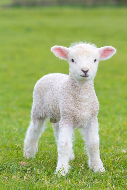 Second part of the series🥳🥳 Baby Goats, Baby Lamb, Sheep Breeds, Baby Sheep, Cute Lamb, Lamb Pictures, Perros, Sheep And Lamb, Lamb