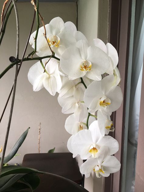 Nature, Tolu, Floral, Orchid Bouquet, Orchid Flower Arrangements, Orchid Flowers, Orchid Flower, Flower Arrangements, White Orchid Bouquet