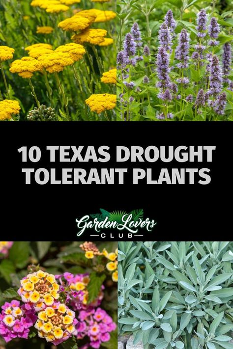 Here is our list of 10 Texas drought-tolerant plants that any garden lover would be happy to have in their garden. Decoration, Fortaleza, Texas, Outdoor, Drought Tolerant Plants Texas, Texas Native Plants Landscaping, Gardening In Texas, Drought Resistant Plants, Drought Tolerant