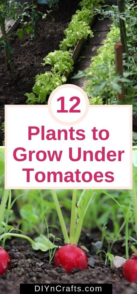 Tomato Plants, Vegetable Garden, Gardening, Growing Vegetables, Outdoor, Tomato Companion Plants, Gardening Tomato Plants, Growing Veggies, Vegetable Garden Tips