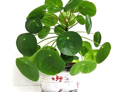Plants, Herbs, Plant Cuttings, Chinese Money Plant, Pilea Peperomioides, Money Plant, Chinese Money Plant Care, Led Grow, Indoor Plants