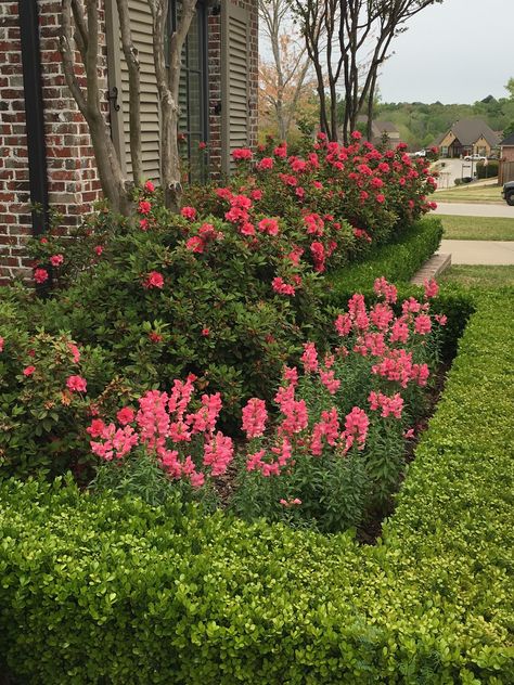 Autumn Rouge Encore Azaleas and Snapdragons with a boxwood hedge Shaded Garden, Autumn Flowers, Azalea Flower, Boxwood And Azalea Landscape, Encore Azaleas Landscaping, Azaleas And Boxwood Landscaping, Shade Garden, Ornamental Shrubs, Azaleas Landscaping