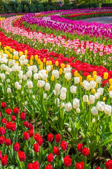 Keukenhof Gardens - Tulip Heaven in the Netherlands - a MUST if you are in Europe in the spring. The most amazing garden EVER! Shaded Garden, Garden Design, Gorgeous Gardens, Beautiful Gardens, Most Beautiful Gardens, Flower Garden Design, Beautiful Flowers Garden, Garden Pictures, Garden Cottage