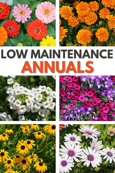 Transform your garden with these low maintenance annuals. Easy to grow and bursting with color, they're a perfect addition to any landscape. #lowmaintenanceannuals #lowmaintenance #annuals #annualflower #garden Annual Flower Beds Design, Annual Flower Beds, Best Annuals For Flower Beds, Annual Flowers For Shade, Full Sun Annuals, Annual Bedding Plants, Perennial Garden, Annuals Landscaping, Shade Annuals