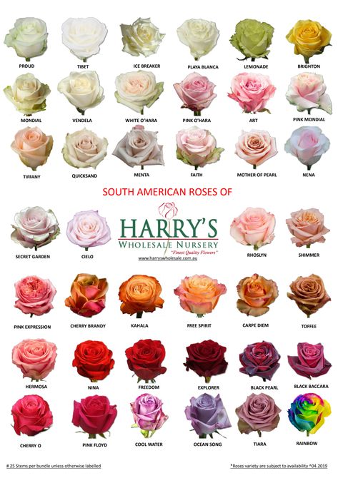 Tattoos, Flower Types Chart, Wholesale Roses, Flower Types, Flower Guide, Types Of Roses, Flower Chart, Wholesale Flowers, Rose Varieties
