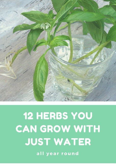 Herbs, Herb Garden, Growing Herbs, Herbs Indoors, Growing Tomatoes In Containers, Growing Food, Growing Food Indoors, Hydroponics, Gardening Tips