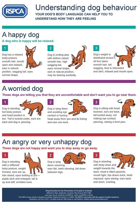 Dog Training Tips, Labrador, Pug, Humane Society, Dog Behavior, Dog Body Language, Dog Care Tips, Dog Facts, Dog Obedience