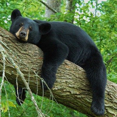 BEAR Pandas, Bear Photos, Bear, Bear Pictures, Cute Wild Animals, Animals Wild, Funny Bear Pictures, Cuddle Partner, Gatos