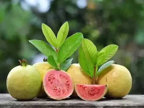 9 Best Red and Pink Guava Varieties | Balcony Garden Web Health, Fruit, Guavas, Myrtaceae, Guava, Guava Tree, Pink Guava, Red And Pink, Red Guava