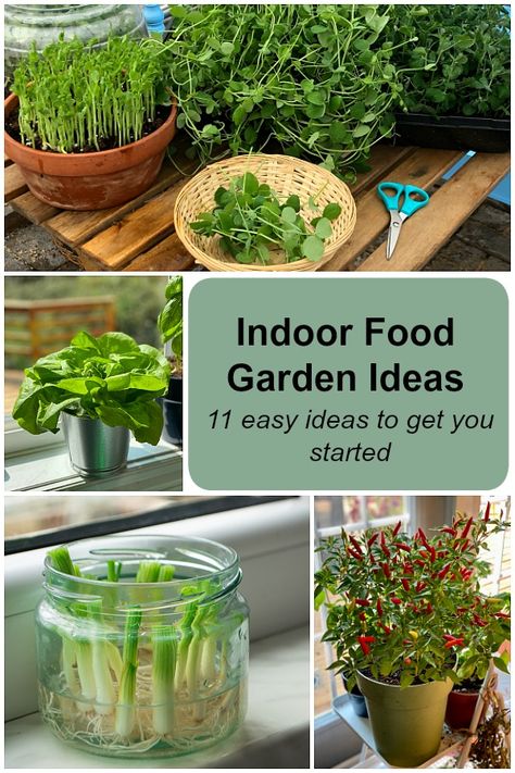 Indoor food garden ideas: 11 easy vegetables and fruits to get you started Container Gardening, Fruit, Indoor Vegetable Gardening, Container Vegetables, Indoor Vegetables, Veggie Garden, Growing Food Indoors, Indoor Fruit Plants, Small Indoor Herb Garden Ideas