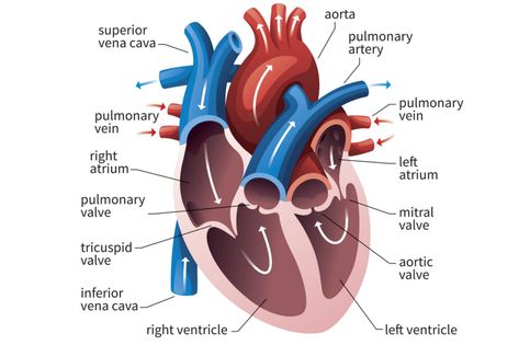 Heart ventricles are the lower two heart chambers that function to pump blood to the entire body. A septum divides the heart into four chambers. Circulatory System, Cardiovascular System, Medical Knowledge, Cardiac Cycle, Science Online, Cardiovascular, Human Anatomy And Physiology, Physiology, Anatomy And Physiology