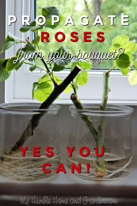 If You Love The Rose From Your Bouquet, Propagate It! - My Humble Home and Garden How To Grow A Rose From A Stem, Pruning Roses, Propagating Roses, Propagate Roses, Propagating Plants, Growing Roses, Planting Roses, Rose Plant Care, How To Root A Rose Stem