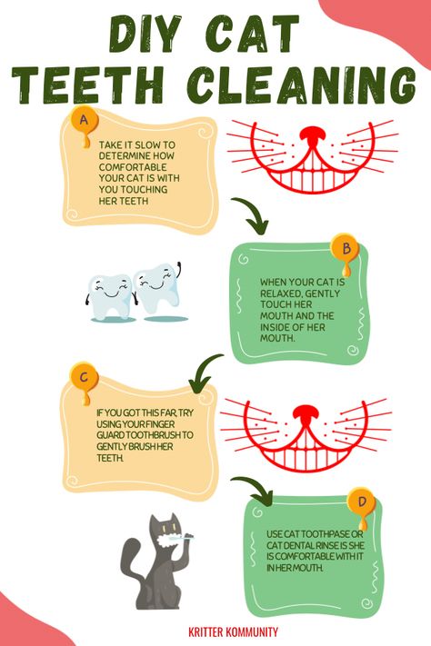 #DIYcatteethcleaning #catteethcleaning #cats #cat Summer, Cat Healthcare, Cat Grooming, Zero, Cat Care Tips, Cat Health Care, Cat Health Problems, Teeth Cleaning, Cat Care