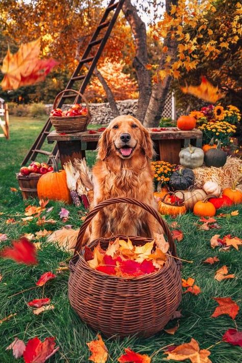 Nike, Thanksgiving, Dogs, Halloween, Autumn, Cute Dogs, Fotografia, Autumn Aesthetic, Picture