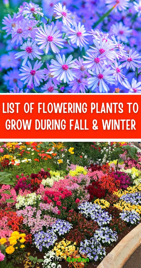 List Of Flowering Plants To Grow During Fall & Winter. You can plant fall-blooming annuals and perennials. If in your area, frost comes early then annual may have a short life. But in the case of perennials, they may produce fewer flowers at first but in future years they will be high producers. Floral, Planting Flowers, Ideas, Fall Perennials, Fall Planting, Flowers Perennials, Growing Dahlias, Fall Garden Planting, Annual Flowers