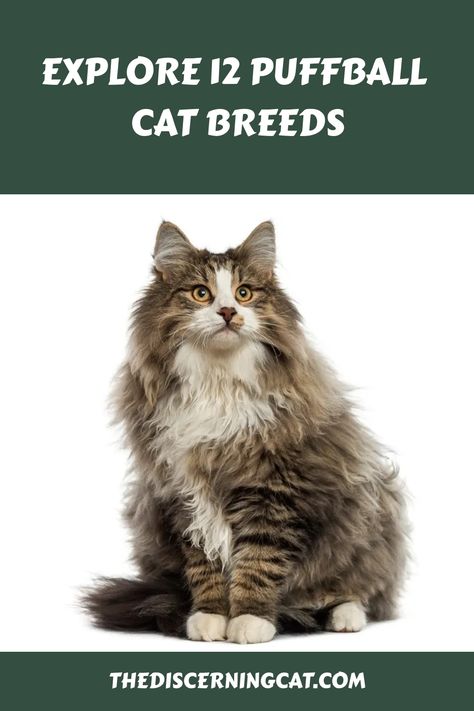 Fluffy long-haired cat sitting against a white background with text above "EXPLORE 12 PUFFBALL CAT BREEDS - THEDISCERNINGCAT.COM" Fan, Cat Grooming, Cat Breeds, Dogs, Fluffy Cat Breeds, British Shorthair Cats, Breeds, Ragdoll Cat Breed, Cat Care