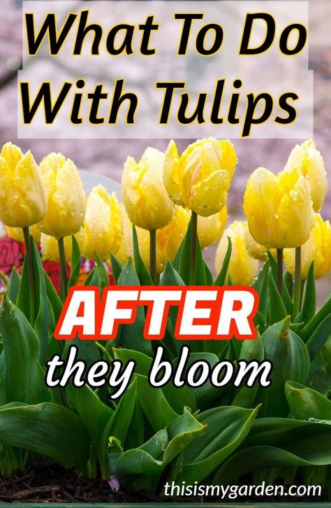 What To Do With Tulips AFTER They Bloom to keep them healthy for next year. #deadhead #tulips #cutback #foliage #fertilize #landscape #bulbs #mulch #thisismygarden Gardening, Garden Care, Outdoor, Growing Tulips, How To Grow Tulips, When To Plant Tulips, How To Plant Tulips, Planting Tulips, Planting Tulip Bulbs