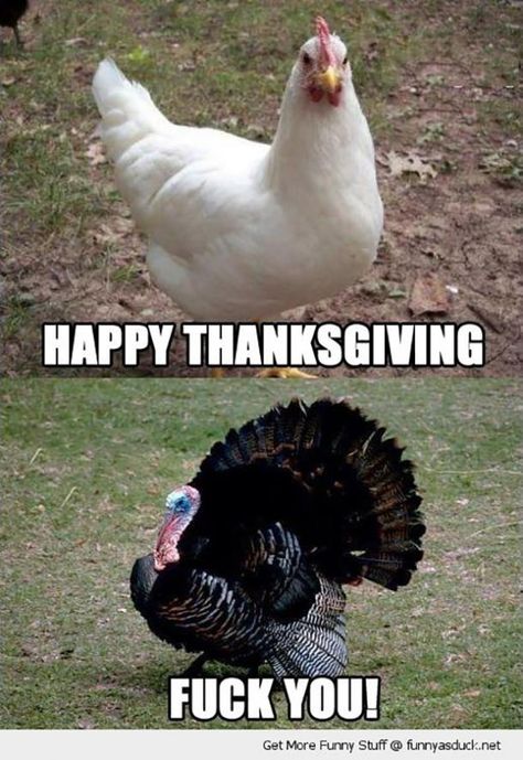 Thanksgiving, Humour, Funny Thanksgiving, Happy Thanksgiving Funny, Happy Thanksgiving Memes, Thanksgiving Meme, Thanksgiving Jokes, Funny Thanksgiving Pictures, Funny Thanksgiving Memes
