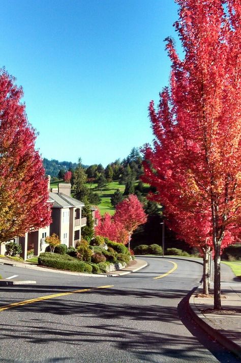 Fall colors... Persimmon, Gresham, Oregon Autumn, Oregon, Outdoor, Wanderlust, Design, Gardens, Pacific Northwest, Canada, Oregon Travel