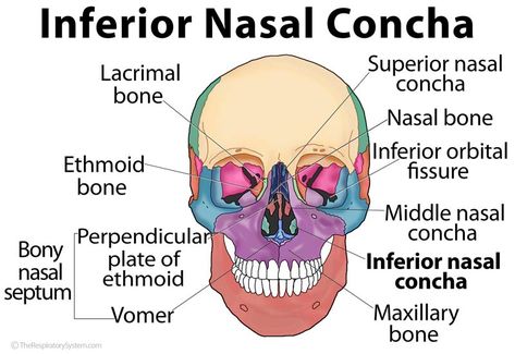 Inferior Nasal Concha – The Respiratory System Septum, Nasal Septum, Musculoskeletal System, Respiratory System, Muscle And Nerve, Muscle Strain, Facial Bones, Dental, Medical
