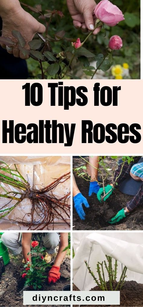 Art, Garden Care, Quilling, How To Plant Roses, Planting Roses, Growing Roses, Caring For Rose Bushes, Rose Companion Plants, Gardening Tips