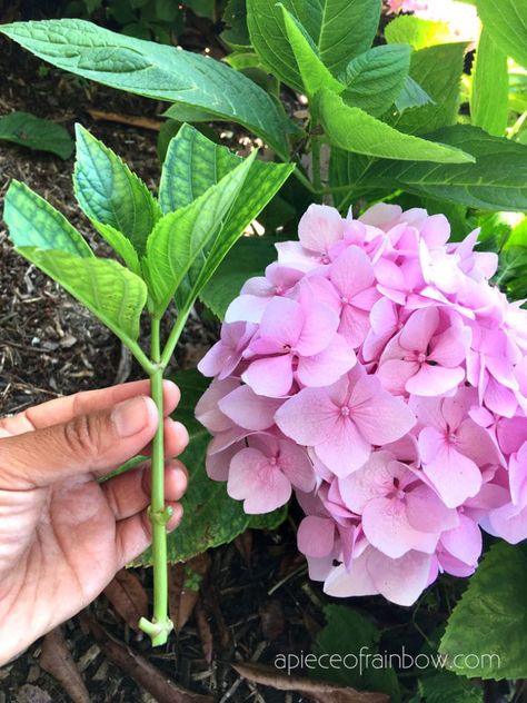Planting Flowers, Outdoor, Propagating Hydrangeas, Planting Roses, Planting Hydrangeas, Growing Roses, Growing Flowers, Growing Hydrangeas, Rooting Plants
