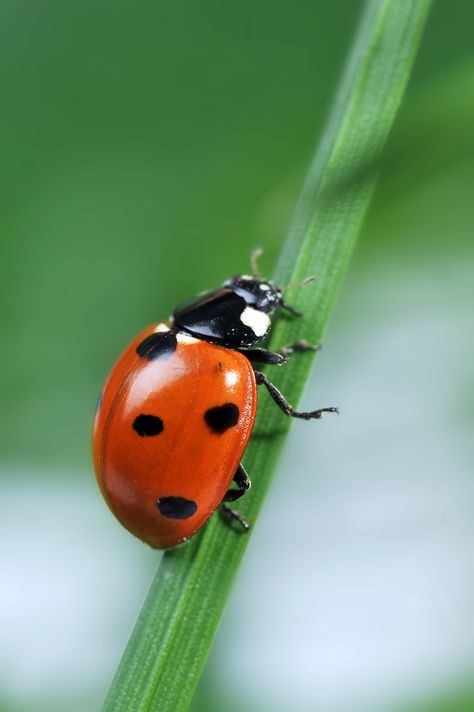 Did You Know That You Are Supposed to Put Live Ladybugs in The Fridge? Insects, Chelsea Fc, Bugs And Insects, Ideas, Live Ladybugs, Summer Insects, Bug Insect, Bugs, Insect Photography