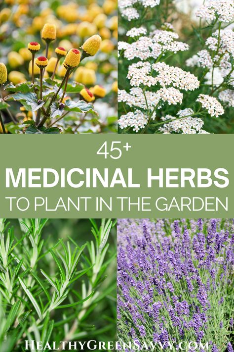 Ideas, Plants, Herb Garden Design, Diy, Outdoor, Tips, Garten, Berry Garden, Tuin