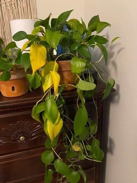 Green pothos plant drooping with yellow leaves Boho, Floral, Outdoor, Dallas, Ideas, Terrariums, Pothos Plant Care, Pothos Plant, Golden Pothos Care