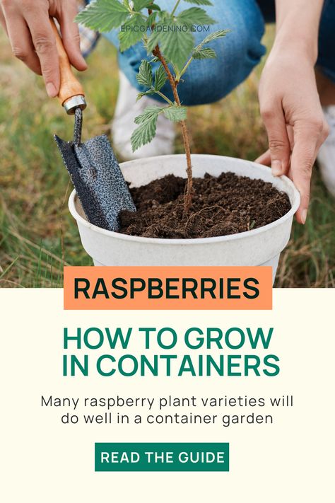 Gardening, Urban, Fruit, Ideas, Michigan, Container Gardening, Gardening Raspberries, Growing Fruit, Growing Raspberries
