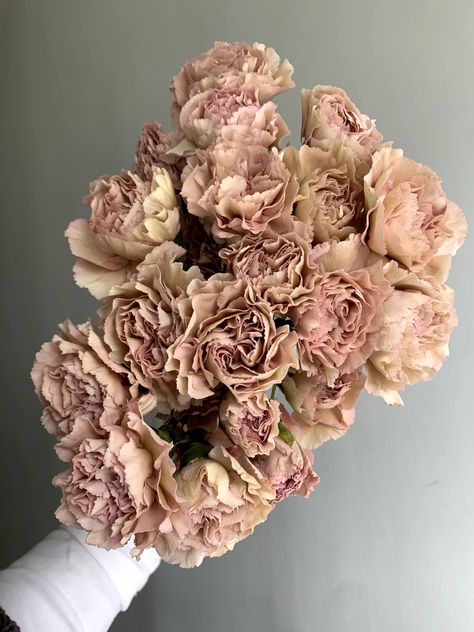 The perfect blush-peach-beige-mauve carnation. Roses, Flora, Bouquets, Floral, Inspiration, Blush Flowers, Peach Flowers, Carnation Colors, Rose Varieties