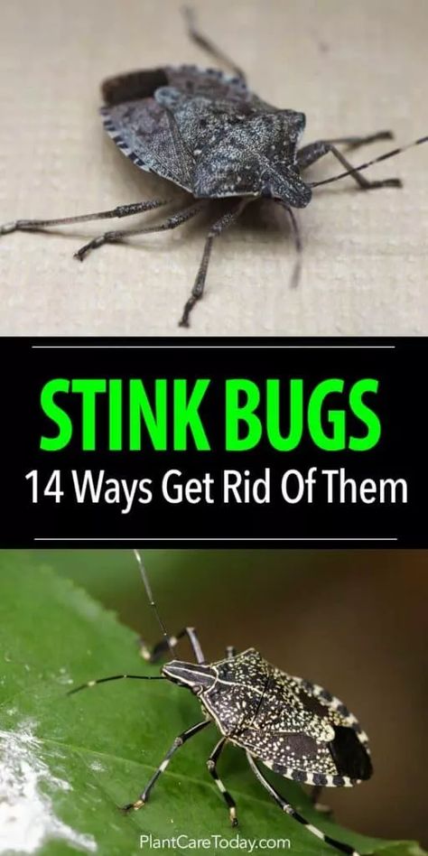 [14 WAYS] How To Get Rid Of Stink Bugs In The Garden Bugs And Insects, Videos, Bug Repellent, Bug Spray Recipe, Garden Pest Control, Stink Bugs, Pests, Pest Control, Bug Spray