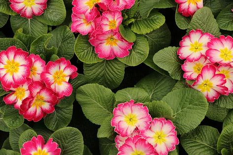 23 Beautiful Spring Blooming Perennial Flowers, Trees, and Shrubs | SHIFTING ROOTS Nature, Plants, Planting Flowers, Blooming Plants, Spring Blooms, Primrose Plant, Spring Plants, Flowers Perennials, Flower Garden