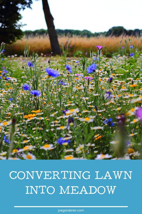Meadow Garden, Decoration, Lawns, Native Plant Gardening, Grass Weeds, Lawn And Garden, Replace Lawn, Grow Wildflowers, Home Vegetable Garden