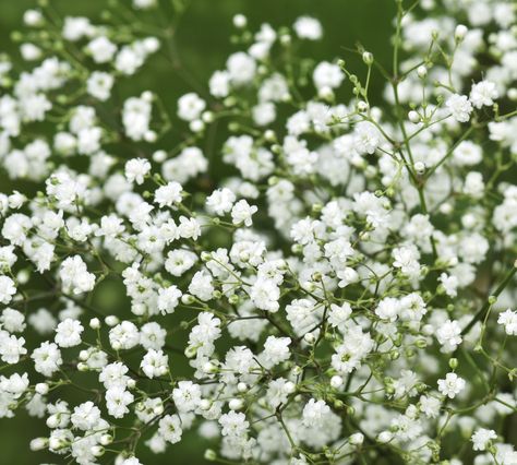 Irresistible to bees and butterflies, discover the ways tiny flowers can have a big influence on containers and borders in your garden design. Flowers, Flower Meanings, Tiny White Flowers, Small White Flowers, White Flowers, Small Flowers, Tiny Flowers, Pretty Flowers, Flower Garden