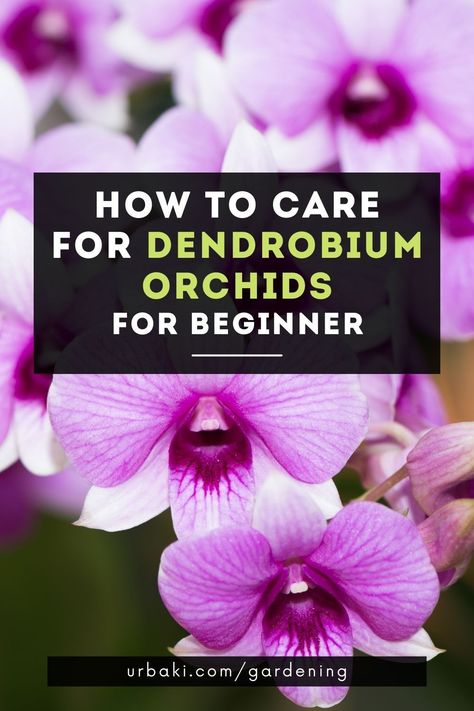 Crochet, Gardening, Growing Orchids, Orchid Care, Dendrobium Orchids Care, Orchid Plant Care, Blue Dendrobium Orchids, Dendrobium Orchids, Orchid Plants