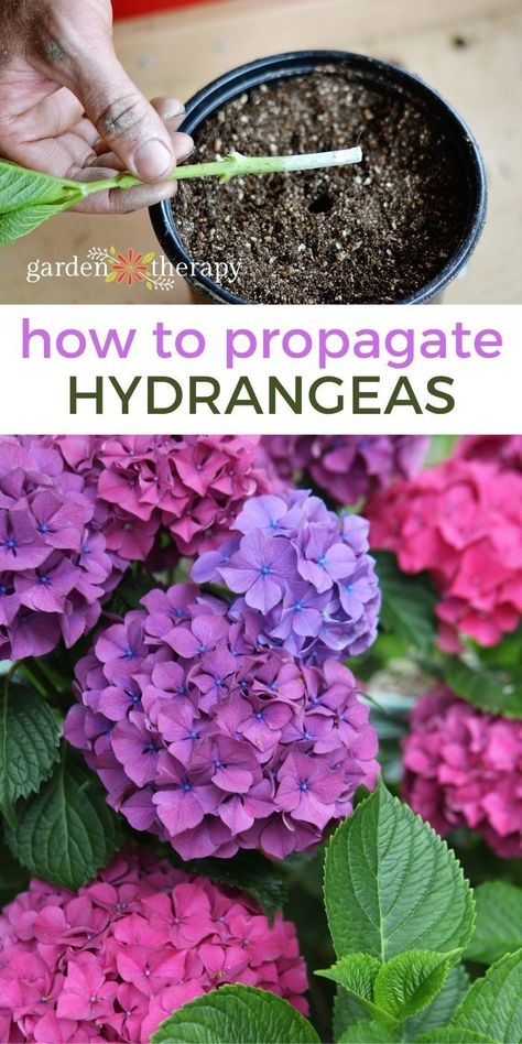Gardening, Planting Flowers, Shaded Garden, Transplanting Hydrangeas, Propagating Hydrangeas, Planting Hydrangeas, Growing Hydrangeas, Hydrangea Plant Care, Plant Propagation