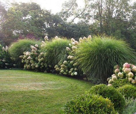 Beautiful ideas for landscaping with ornamental grasses used as an informal grass hedge, mass planted in the garden, or mixed with other shrubs and plants. Front Garden Landscaping, Landscaping Ideas, Gardening, Back Garden Landscaping, Grasses Landscaping, Garden Shrubs, Garden Landscaping, Backyard Landscaping, Front Yard Landscaping
