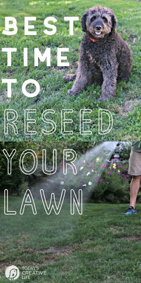 Ideas, Garden Care, Planting Grass Seed, Best Grass Seed, Growing Grass, Reseeding Lawn, Planting Grass, Lawn Care Tips, Spring Lawn Care