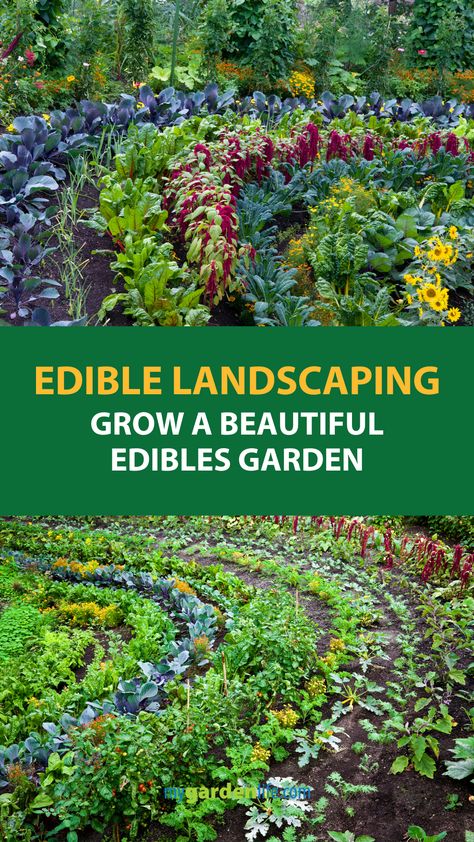 Inspiration, Garden Planters, Garden Planning, Florida, Edible Landscaping, Garden Projects, Ground Cover Plants, Grasses Landscaping, Garden
