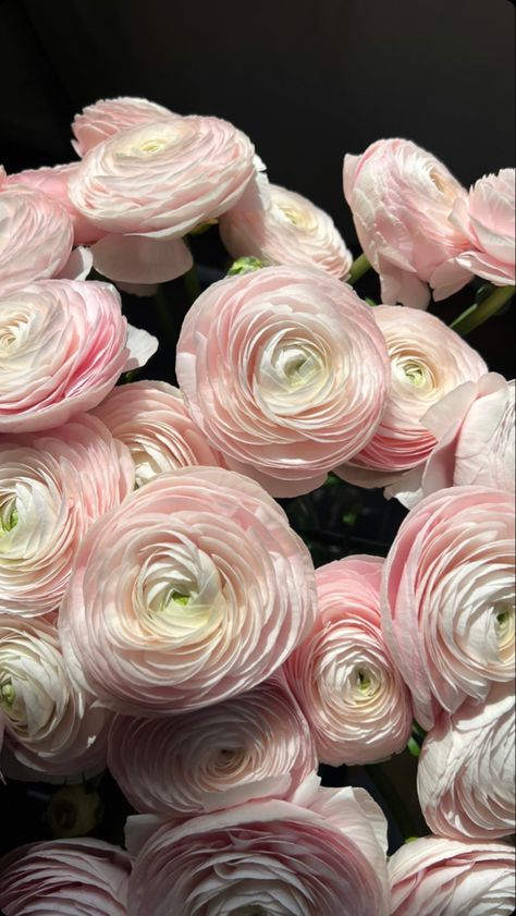 Pink, Floral, Flowers, Hoa, Flower Aesthetic, Pretty Flowers, Ranuculus Bouquet, Bloemen, Beautiful Flowers