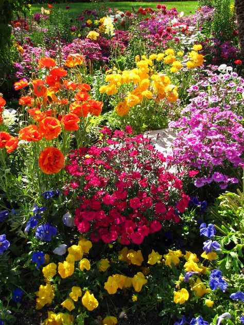 Gardening, Outdoor, Flower Garden Pictures, Garden Pictures, Garden Photos, Garden Plants, Beautiful Flowers Garden, Colorful Garden, Beautiful Gardens