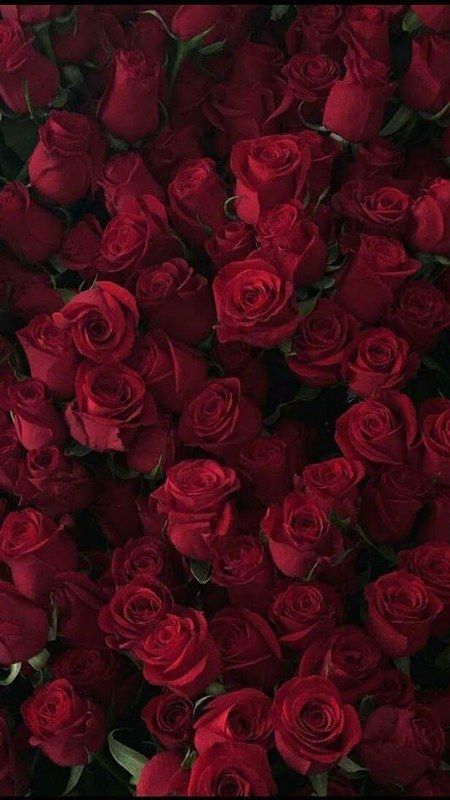 #Roses: Red Roses http://ift.tt/2DgUUYO | Rachel Jerry | Flickr Ale, Resim, Fotografie, Beautiful Roses, Rose Wallpaper, Aesthetic Roses, December, Pretty Flowers, Beautiful Flowers