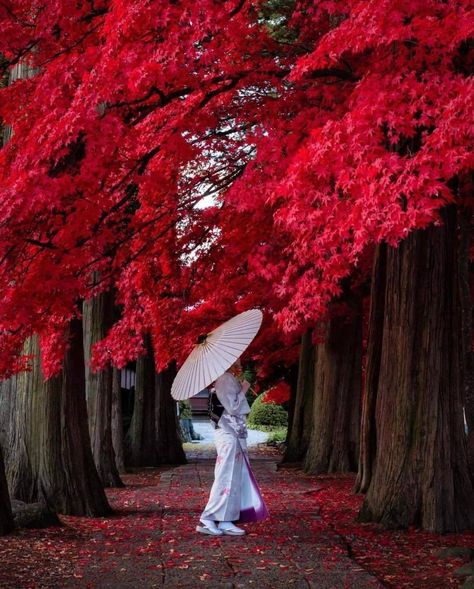 Nature, Photography, Instagram, Beautiful, Geisha, Dao, Chinese Culture, Photo Illustration, Japan Aesthetic