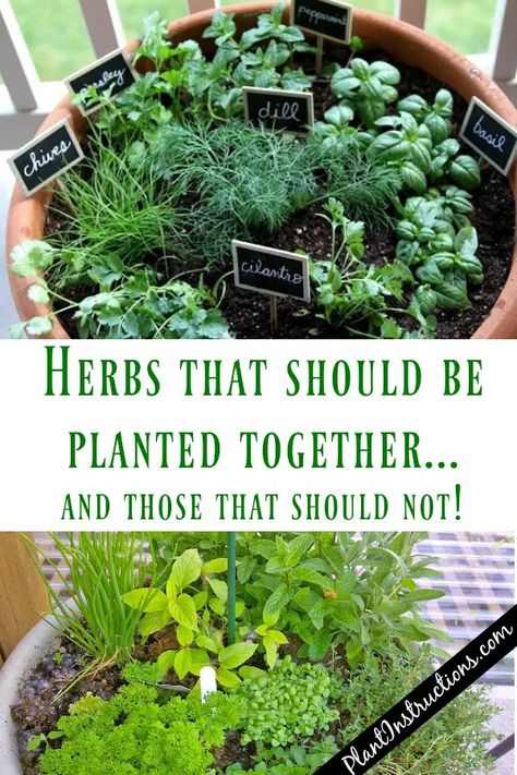 Herbs That Grow Together In a Pot - Plant Instructions Planting Flowers, Gardening, Vegetable Garden, Growing Vegetables, Herb Garden, Home Vegetable Garden, Planting Herbs, Indoor Herb Garden, Growing Herbs