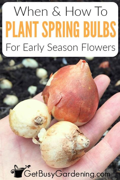 Are you thinking about planting some bulbs this fall to enjoy next spring? With so many different options, growing colorful flowers like crocus, tulips, hyacinths, and daffodils is a great way to add some variety to your garden early in the season. But you have to think ahead! Learn when is the best time to put bulbs in the ground, how deep they need to be buried, and how to make sure they will thrive until spring. Find out how to plant them for the best show of layered blooms and color. Growing Vegetables, Planting Flowers, Planting Bulbs In Spring, Planting Bulbs, Growing Seeds, Spring Flowering Bulbs, Growing Flowers, Spring Bulbs, Flower Gardening