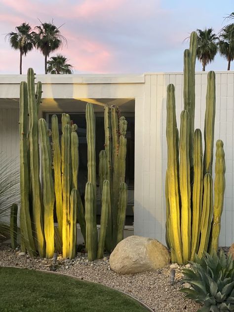 post cactus can be used anywhere, not only in your garden, they can be planted to make some glazed spaces more private Gardening, Back Garden Landscaping, Outdoor, Cactus Garden Landscaping, Palm Springs Landscaping, Desert Landscaping, Backyard Landscaping, Backyard Landscaping Designs, Backyard Garden