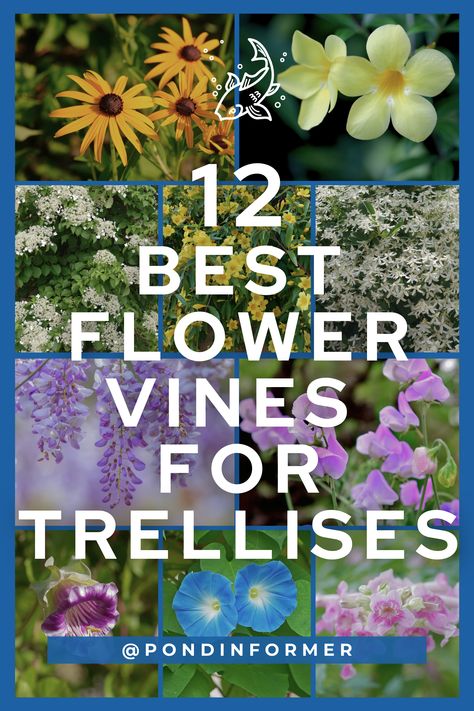 Elevate your garden to new heights with these stunning flowering vines! Uncover the beauty of vertical gardening as we present the 12 best flowering vines that thrive on trellises. From the romantic wisteria to the vibrant clematis, these climbing wonders not only add a burst of color but also bring a touch of grace to your outdoor space. #FloweringVines #TrellisGarden #GardenDesign #Trellis #Vines #Flowers #GardenTips #TopPicks Yoga, Perennial Flowering Vines, Flowering Vines, Climbing Hydrangea Vine, Growing Vines, Climbing Flowering Vines, Climbing Hydrangea, Fast Growing Flowers, Climbing Flowers Trellis