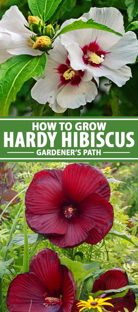 Many hibiscus flowers are so colorful and vibrant that you’d think they were all grown in the tropics. But did you know that there are cold-hardy varieties too? Yes, you can grow these beauties in temperate climates. We’ll explain how to grow hardy hibiscus, with tips to bring out their best blooms. #hibiscus #flowergarden #gardenerspath Planting Flowers, Hibiscus, Flora, Gardening, Growing Hibiscus, Hardy Hibiscus Plant, Flowers Perennials, Hibiscus Bush, Hibiscus Garden